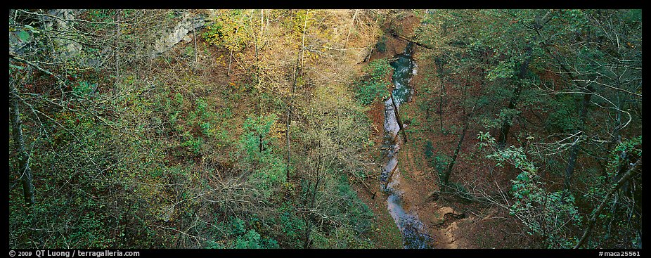 Forest and stream seen from above. Mammoth Cave National Park (color)