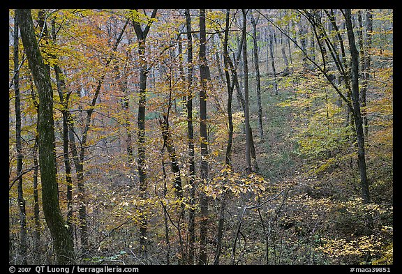 Forest in fall color. Mammoth Cave National Park, Kentucky, USA.