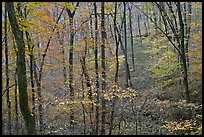 Forest in fall color. Mammoth Cave National Park, Kentucky, USA. (color)