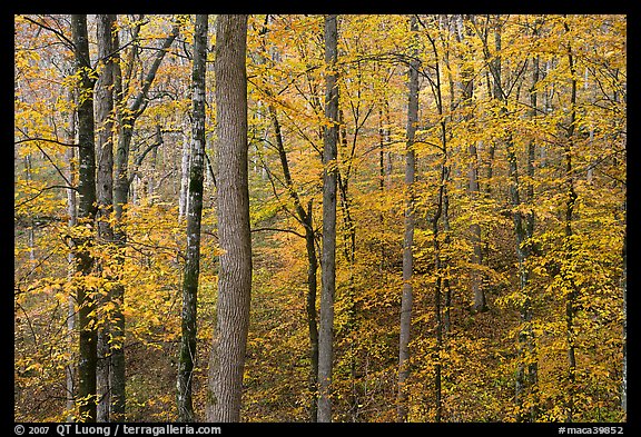 Deciduous trees with yellow leaves. Mammoth Cave National Park, Kentucky, USA.