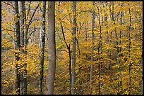 Deciduous trees with yellow leaves. Mammoth Cave National Park, Kentucky, USA. (color)