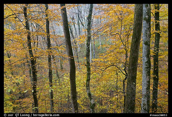 Forest in autumn color. Mammoth Cave National Park (color)