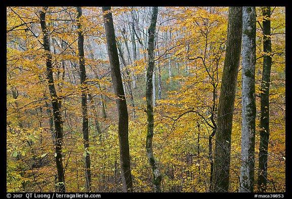 Forest in autumn color. Mammoth Cave National Park, Kentucky, USA.