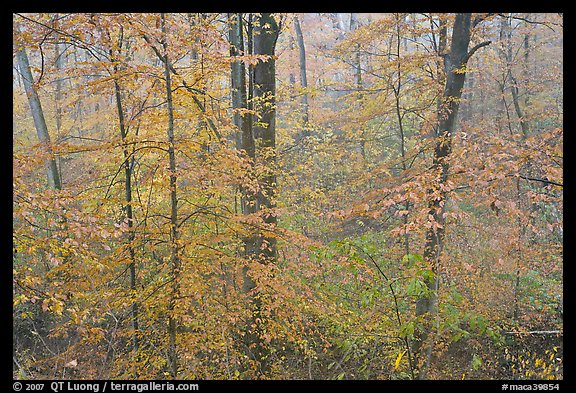 Drizzle and fall colors. Mammoth Cave National Park (color)