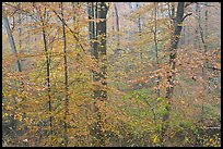 Drizzle and fall colors. Mammoth Cave National Park ( color)