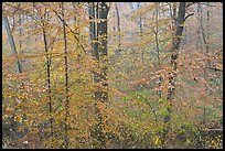 Drizzle and fall colors. Mammoth Cave National Park, Kentucky, USA.