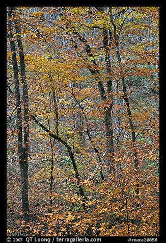 Trees with leaves in fall color. Mammoth Cave National Park (color)