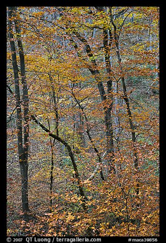Trees with leaves in fall color. Mammoth Cave National Park, Kentucky, USA.