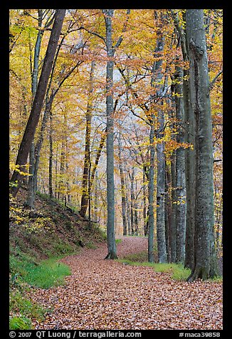 Trail in autumn forest. Mammoth Cave National Park, Kentucky, USA.