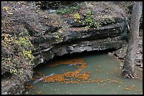 Styx underground river resurgence. Mammoth Cave National Park ( color)