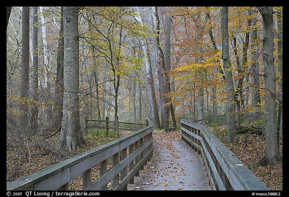 Boardwalk in fall. Mammoth Cave National Park, Kentucky, USA.