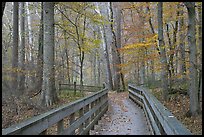 Boardwalk in fall. Mammoth Cave National Park, Kentucky, USA.