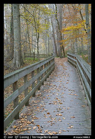 Wooden boardwalk in autumn. Mammoth Cave National Park (color)