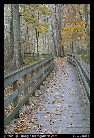 Wooden boardwalk in autumn. Mammoth Cave National Park, Kentucky, USA.