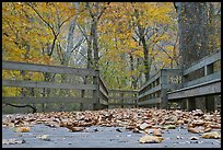 Fallen leaves and boardwalk, ground-level view. Mammoth Cave National Park, Kentucky, USA. (color)