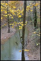 Trees with yellow leaves and Styx river during rain. Mammoth Cave National Park, Kentucky, USA.