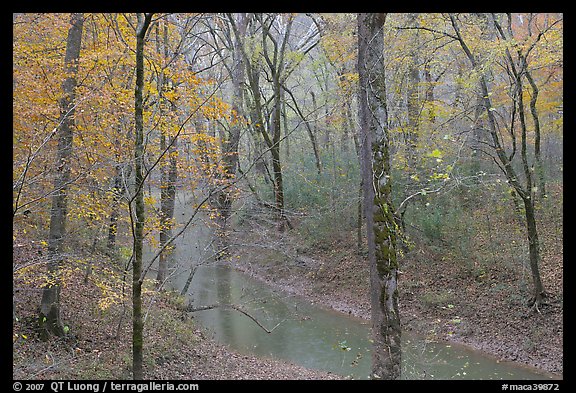 Styx spring and forest in autumn foliage during rain. Mammoth Cave National Park (color)