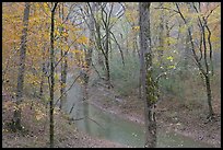 Styx spring and forest in autumn foliage during rain. Mammoth Cave National Park, Kentucky, USA. (color)