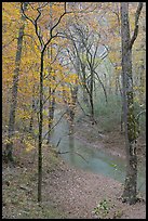 Styx stream and forest in fall foliage during rain. Mammoth Cave National Park, Kentucky, USA.