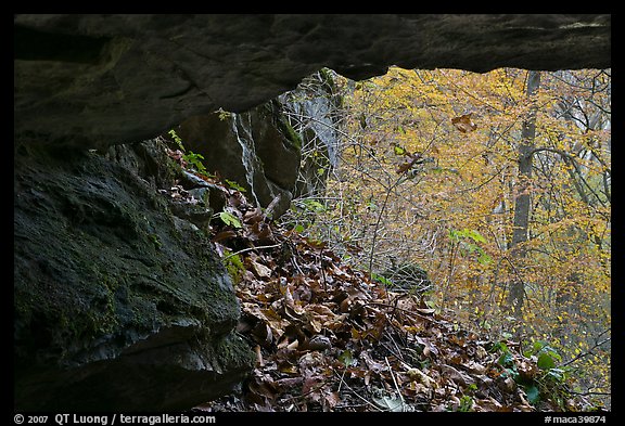 Forest with autumn color seen from inside cave. Mammoth Cave National Park (color)