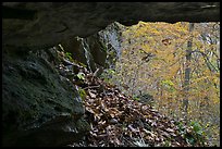 Forest with autumn color seen from inside cave. Mammoth Cave National Park, Kentucky, USA.