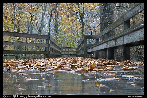 Wet boardwalk during rain. Mammoth Cave National Park, Kentucky, USA.