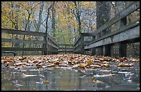 Wet boardwalk during rain. Mammoth Cave National Park, Kentucky, USA. (color)