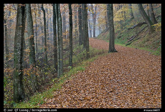 Trail with fallen leaves. Mammoth Cave National Park (color)