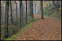 Trail with fallen leaves. Mammoth Cave National Park, Kentucky, USA.