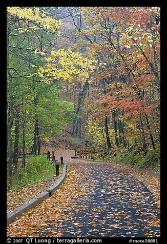 Paved trail and forest in fall foliage. Mammoth Cave National Park (color)