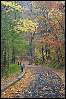 Paved trail and forest in fall foliage. Mammoth Cave National Park, Kentucky, USA. (color)