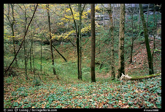 Forest in fall inside sinkhole. Mammoth Cave National Park (color)