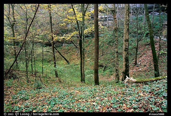 Forest in fall inside sinkhole. Mammoth Cave National Park, Kentucky, USA.