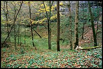 Forest in fall inside sinkhole. Mammoth Cave National Park, Kentucky, USA. (color)