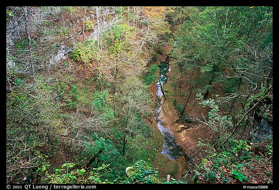 Forest in  karstic depression. Mammoth Cave National Park, Kentucky, USA.