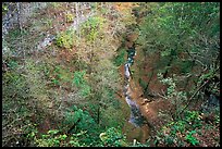 Forest in  karstic depression. Mammoth Cave National Park, Kentucky, USA.