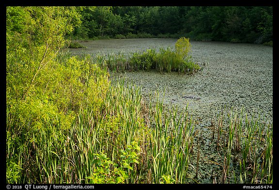 Aquatic plants, Sloans Crossing Pond. Mammoth Cave National Park (color)