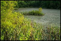 Aquatic plants, Sloans Crossing Pond. Mammoth Cave National Park ( color)