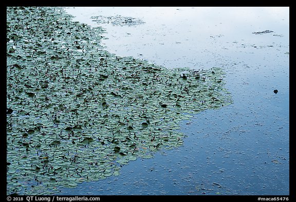 Water lillies and frog, Sloans Crossing Pond. Mammoth Cave National Park, Kentucky, USA.