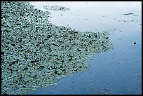 Water lillies and frog, Sloans Crossing Pond. Mammoth Cave National Park ( color)