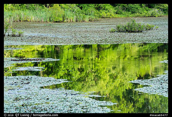 Reflections, Sloans Crossing Pond. Mammoth Cave National Park, Kentucky, USA.