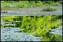 Reflections, Sloans Crossing Pond. Mammoth Cave National Park ( color)