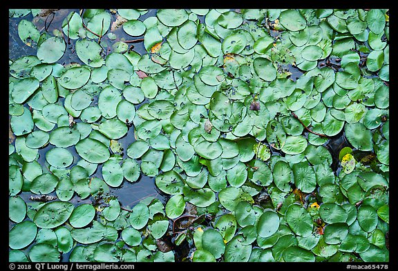 Close-up of water lillies, Sloans Crossing Pond. Mammoth Cave National Park (color)