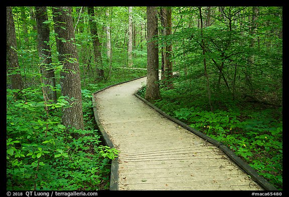 Boardwalk, Sloans Crossing Pond. Mammoth Cave National Park (color)