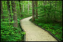 Boardwalk, Sloans Crossing Pond. Mammoth Cave National Park ( color)