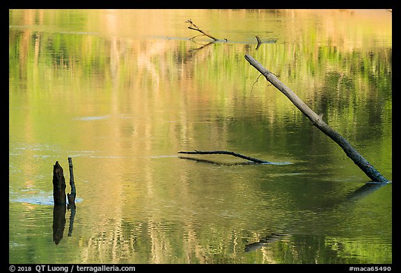 Snags and reflections, Green River. Mammoth Cave National Park (color)