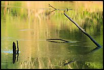 Snags and reflections, Green River. Mammoth Cave National Park ( color)