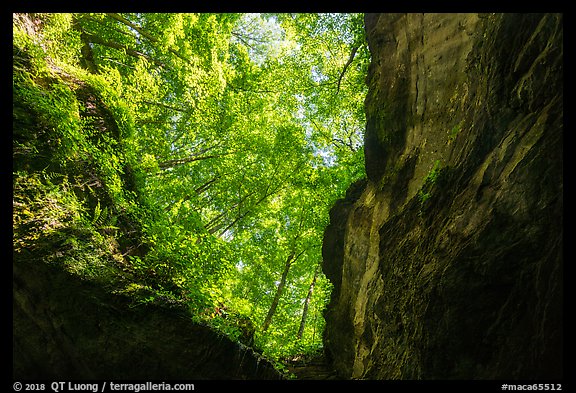 Looking up cave historic entrance. Mammoth Cave National Park, Kentucky, USA.