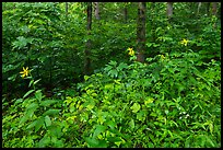 Summer wildflowers and forest. Mammoth Cave National Park ( color)