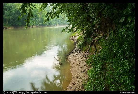 Green River in the rain at Dennison Ferry. Mammoth Cave National Park (color)